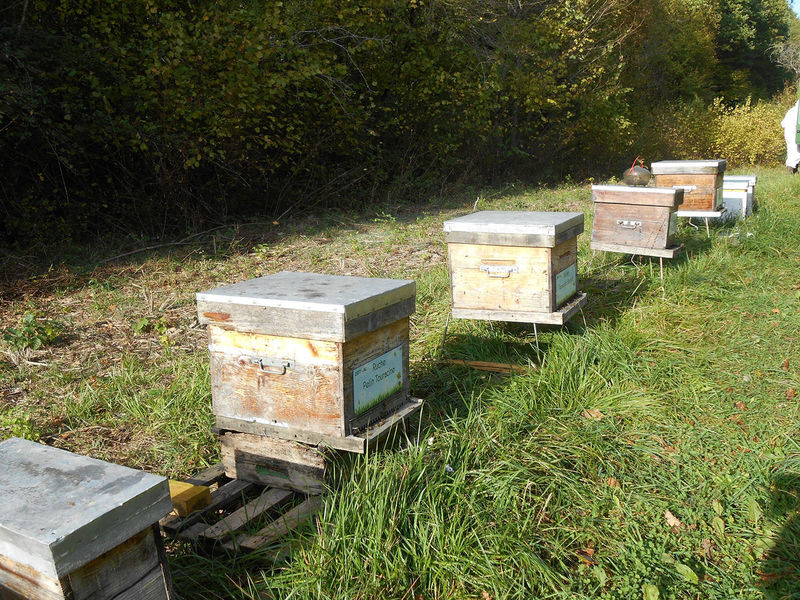 La ruche Pelin Touracine